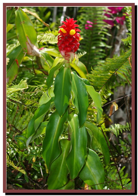 Costus comosus – Red Tower Ginger-وبلاگ کشاورزی 