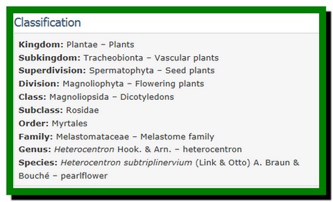 Heterocentron subtriplinervium – Pearlflower.تارنمای کشاورزی نوین